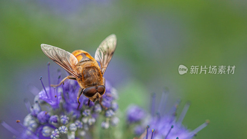 粘纹蛾(e)，顽强纹蛾(Eristalis tenax)，普通无人机蝇。